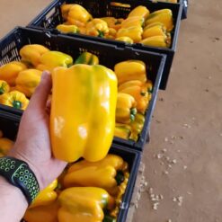 Semillas Pimiento Hib. Amarillo Fantasy (2.500 semillas) SLA