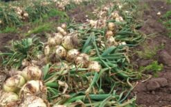 Semilla de Cebolla en Rama ESTRELLA F1 (500 grs.)