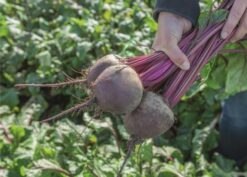 Semilla Betarraga Bettollo F1(25000 semillas)