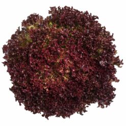 Semilla Lechuga Lollorossa (100 grs)