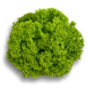 Semilla Lechuga Lozano RZ (5.000 semillas)