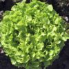 Lechuga Hoja de Roble Verde QUERIDO (10.000 SEMLL) HM
