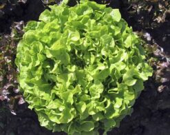 Lechuga Hoja de Roble Verde QUERIDO (10.000 SEMLL) HM