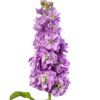 Semilla Alheli Doble Lavender Azul (1.000 sem)para Florista Ball Seed