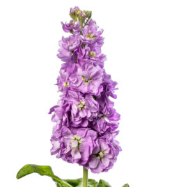 Semilla Alheli Doble Lavender Azul (1.000 sem)para Florista Ball Seed