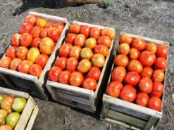 Semilla Tomate Aire Libre F1 Margarita (1.000 sem) SLA