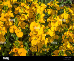 Semilla Alheli Doble Amarllo (1.000 sem) para Florista Ball Seed