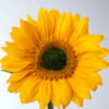 Semillas hib. Girasol Vincent Ball (1.000 seed) Para Corte