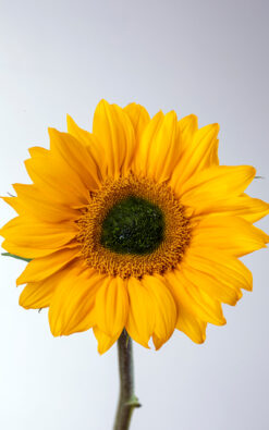 Semillas hib. Girasol Vincent Ball (1.000 seed) Para Corte