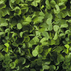 Semilla Trebol Jardin Oconnors