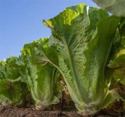 Semilla Lechuga Costina CONAN (25.000) Invierno- Primavera Vilmorin