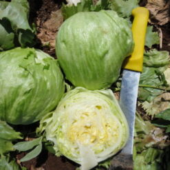 Semilla Lechuga GREEN MOON Escarola Verano (25.000 semm)