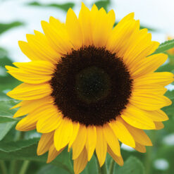 Semillas Girasol Sunrich Orange (1.000 semillas)