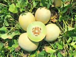 Semilla Melon Tuna Dream Dew Intermdio Grande (5.000 semillas)HM