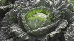 Semilla Repollo Crespo Marissa F1 (2.500 semillas)Bejo