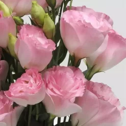 Semilla de Lisianthus ABC1 Cut Rose Rim (1.000 Semillas Pell)