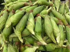 Semilla Maiz Choclero PRAY 823 F1