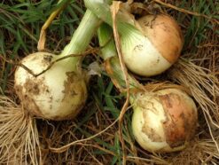 Semilla Cebolla SUPEREX F1 (500 GRS)TAKII