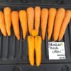 Semillas Zanahoria Royal Carol (100.000 semillas)
