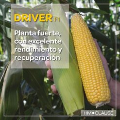 Semilla Maiz Super Dulce DRIVER HM (5.000 SEMILLAS)