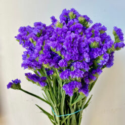 Semilla Statice Seeker Purple (1.000 semill) Ball Chile