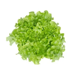 Semilla Lechuga Cedar Hoja de Roble Verde (5.000 semillas)