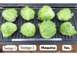 Semilla Lechuga Escarola Invierno MAQUINA Nunhems