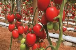 Semilla Tomate Salsa Perita GRAZIANNI (1.000 SEMILLAS)