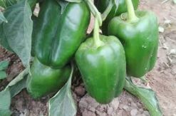 Semilla Pimiento JESSICA Abe (1.000 semillas)