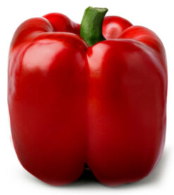 Semilla Pimiento JESSICA Abe (1.000 semillas)