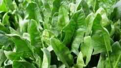 Semilla Espinaca HARP F1 Otoño Invierno 1 Kg (SLA)