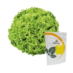 Semillas Lechuga PX 286 Batavia Verde (Isabela)