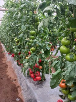 Semilla Tomate F1 TRAMONTINO Indeterminado (1.000 semll) Invernadero SLA