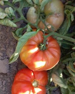 Semilla TOMATE F1 ESPARTAKO (1.000 SEMILLAS )