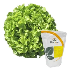 Semilla Lechuga NATALY Hoja de Roble Verde (5.000 semll)