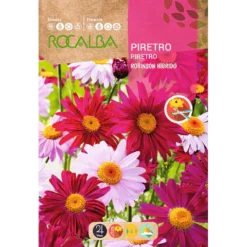 Semilla Piretro Robinson Hib. Variado (1g) Rocalba