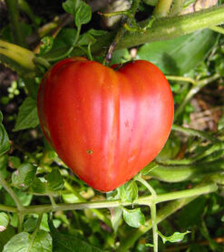 Semilla Tomate  Corazon Buey (100 grs)