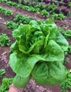 Semilla Lechuga Milanesa Verano ARMADA (25.000 MX) Plant