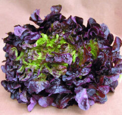 Semilla Lechuga Hoja de Roble Roja (6g) ROC