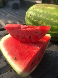 Semilla Sandia Kandela F1 (1.000 semmillas)